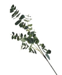 EUCALIPTO PLANT/FLOWER ART. 88CM