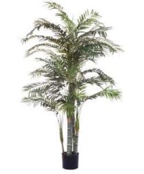 PALM TREE WITH BLACK POT