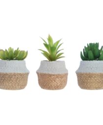 H:12-14CM PLANT IN CEMENT BASIN 3ASST